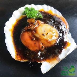 Sò Điệp Nhật Nguyên Con Sống