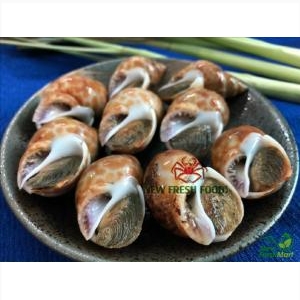 Ốc Hương Ấn Độ