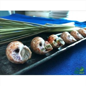 Ốc Hương Ấn Độ