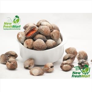 Sò Huyết Nguyên Con