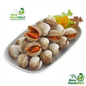 Sò Huyết Nữa Mảnh Sò Huyết Nữa Mảnh