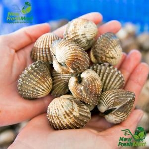 Sò Huyết Nguyên Con