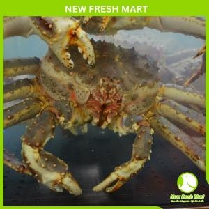 Cua Hoàng Đế Đỏ Sống