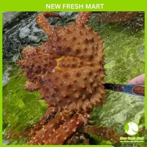 Cua Hoàng Đế Vàng Sống