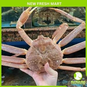 Cua Tuyết Canada Sống