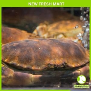 Cua Nâu Nauy (Bắc Băng Dương) Sống