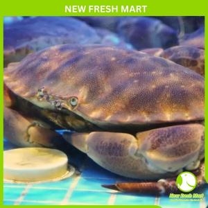 Cua Nâu Nauy (Bắc Băng Dương) Sống