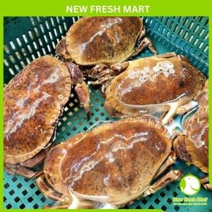 Cua Nâu Nauy (Bắc Băng Dương) Sống