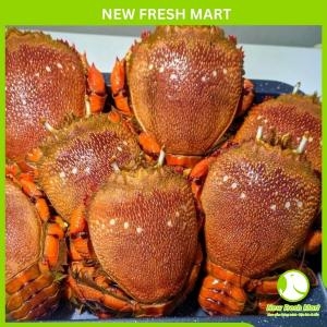 Cua Huỳnh Đế Nhập Khẩu Sống