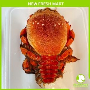 Cua Huỳnh Đế Nhập Khẩu Sống