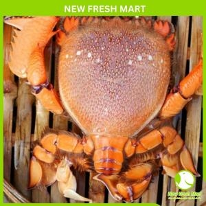 Cua Huỳnh Đế Nhập Khẩu Sống