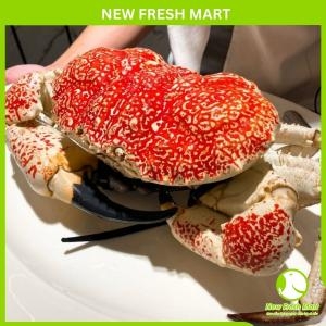 Cua Tasmania Sống - Cua Khồng Lồ Nam Úc Cua Tasmania Sống - Cua Khồng Lồ Nam Úc