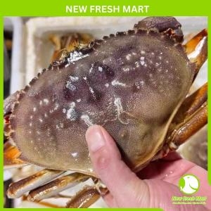 Cua Bắc Mỹ Dungeness Sống