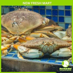 Cua Bắc Mỹ Dungeness Sống