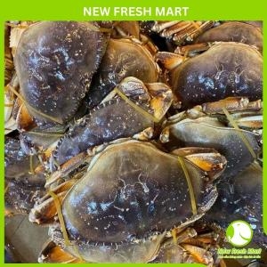 Cua Bắc Mỹ Dungeness Sống