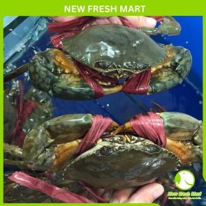 Cua Thịt Cà Mau Sống