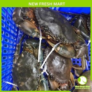 Cua Thịt Cà Mau Sống