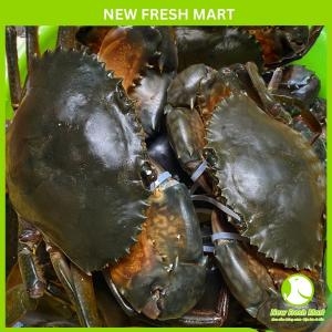 Cua Gạch Cà Mau Sống