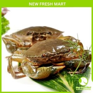 Cua Gạch Cà Mau Sống