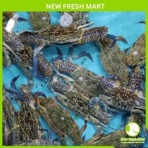 Ghẹ Xanh Sống Nguyên Con