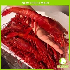 Tôm Carabineros Tây Ban Nha Size 13-20