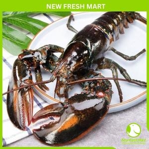 Tôm Hùm Canada Sống 1-3Kg Tôm Hùm Canada Sống 1-3Kg