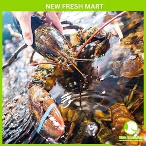 Tôm Hùm Canada Sống 1-3Kg Tôm Hùm Canada Sống 1-3Kg