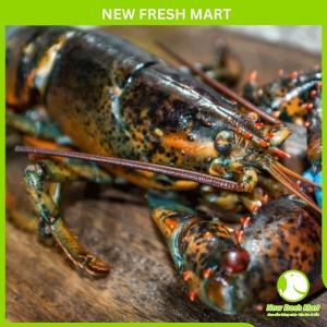 Tôm Hùm Baby Canada Sống (450-550G/con)