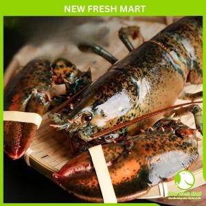 Tôm Hùm Baby Canada Sống (450-550G/con)