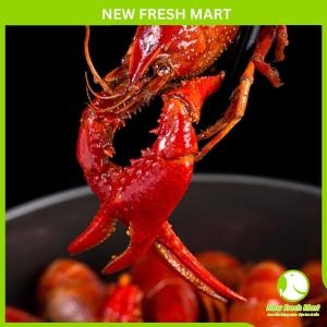 Tôm Hùm Đất Crawfish Size Lớn