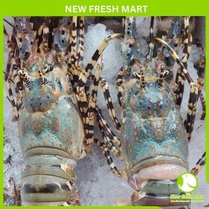 Tôm Hùm Bông Sống Size 500Gr - 700Gr