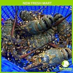 Tôm Hùm Bông Đông Lạnh Size 500 - 700Gr