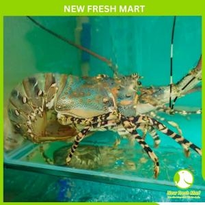 Tôm Hùm Bông Đông Lạnh Size 500 - 700Gr