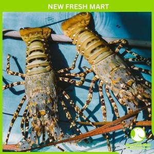 Tôm Hùm Bông Đông Lạnh Size 500 - 700Gr