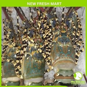 Tôm Hùm Bông Đông Lạnh Size 700Gr - 1Kg