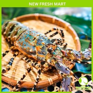 Tôm Hùm Bông Đông Lạnh Size 700Gr - 1Kg