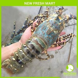 Tôm Hùm Bông Đông Lạnh Size 1Kg Up