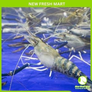 Tôm Càng Xanh Sống