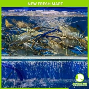 Tôm Càng Xanh Sống