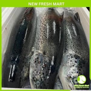 Cá Hồi Nauy Nguyên Con Tươi 6-7