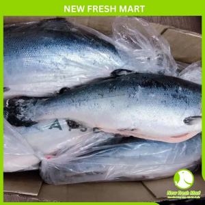 Cá Hồi Chi Lê Đông Không Đầu