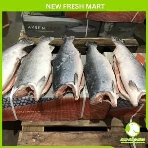 Cá Hồi Chi Lê Đông Không Đầu