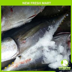 Cá Ngừ Đại Dương Nguyên Con Tuơi