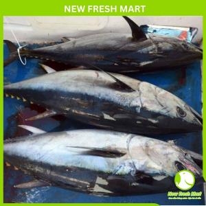 Cá Ngừ Đại Dương Nguyên Con Đông Lạnh