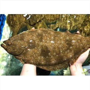 Cá Bơn Hàn Quốc Sống