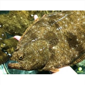 Cá Bơn Hàn Quốc Sống