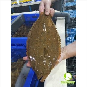 Cá Bơn Hàn Quốc Sống