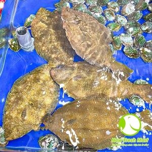 Cá Bơn Nguyên Con Đông