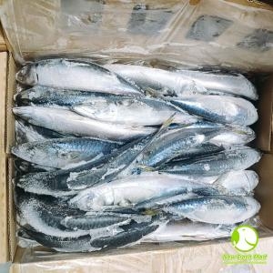 Cá Saba Nhật Nguyên Con