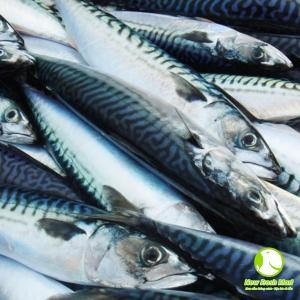 Cá Saba Nhật Nguyên Con